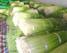 500立方100噸蒜薹冷庫安裝，制作設(shè)計(jì)